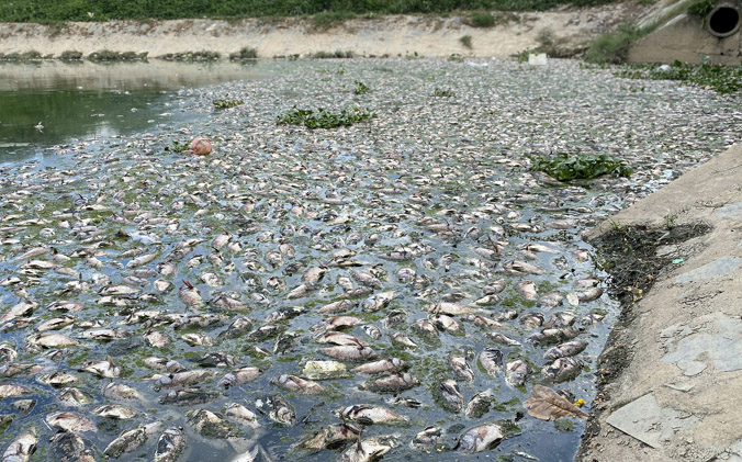 Gần 7 tấn cá chết nổi trắng kênh, hồ