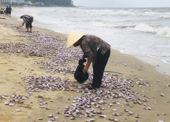 Người dân đổ ra biển nhặt sò tím