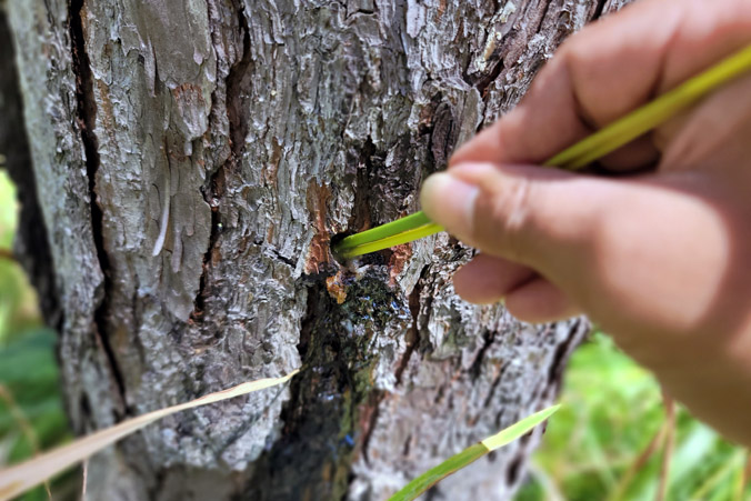 Cây thông trong rừng ở Lâm Đồng bị đầu độc, cây chết lá không thể cứu