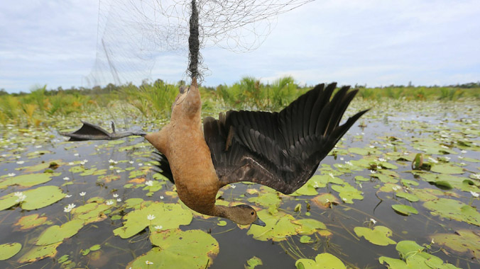 Nạn giăng lưới bắt chim trời ở sông Đầm