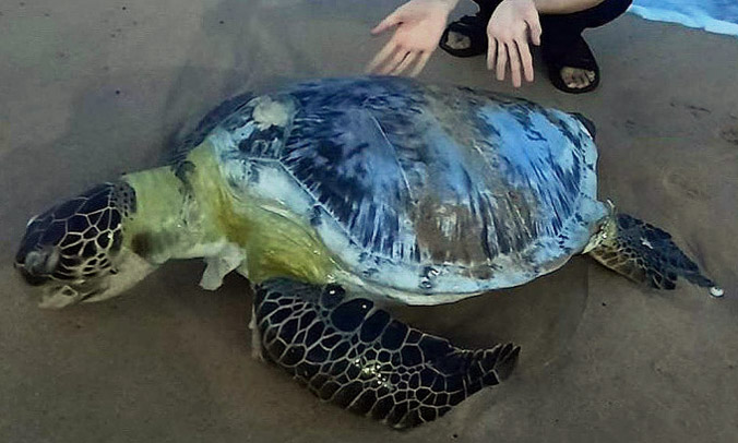 Rùa biển 50 kg dạt vào bờ