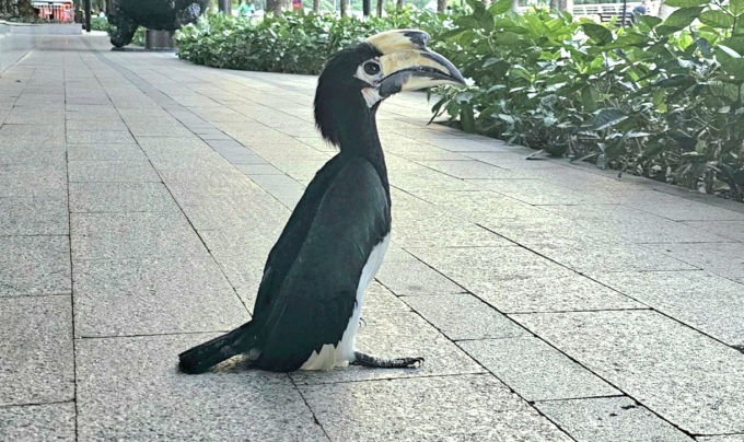 Bắt được chim quý hiếm ở trung tâm Sài Gòn
