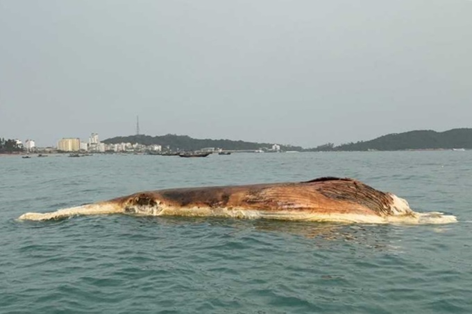 Xác cá voi 10 tấn trôi dạt trên biển Cô Tô