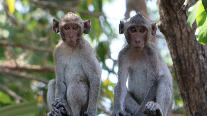 Đàn khỉ quý hiếm hơn 160 con trong rừng Tà Cú