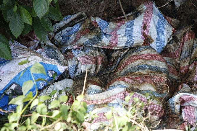 Một xã ở Quảng Bình 'đau đầu' vì xác lợn bị vứt tùy tiện ngoài đồng
