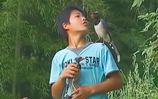 Cậu bé có thể ra lệnh cho chim làm mọi việc: Chuyên gia cũng bất ngờ