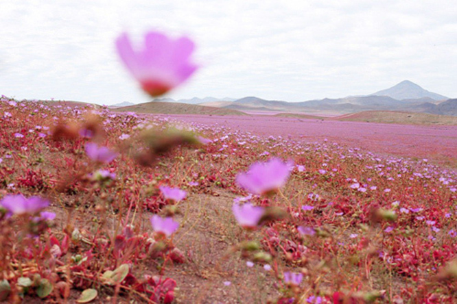 Sa mạc khô cằn nhất thế giới 'chuyển màu tím' 