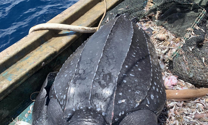 Rùa nặng 200 kg mắc lưới ngư dân